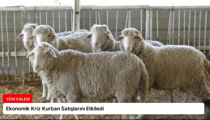Ekonomik Kriz Kurban Satışlarını Etkiledi