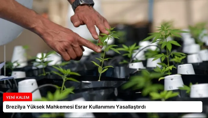 Brezilya Yüksek Mahkemesi Esrar Kullanımını Yasallaştırdı