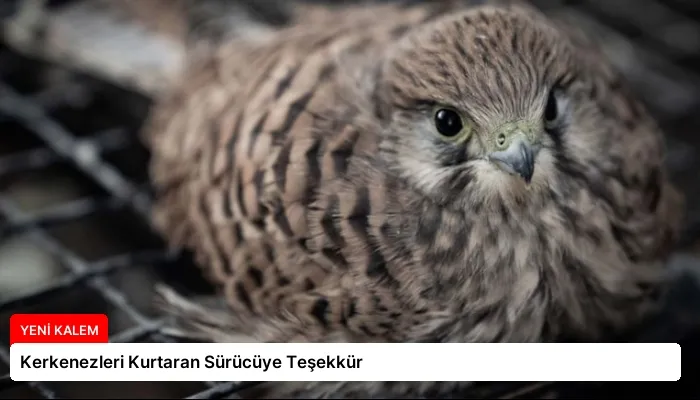 Kerkenezleri Kurtaran Sürücüye Teşekkür