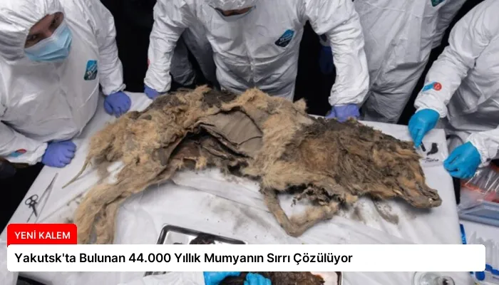Yakutsk’ta Bulunan 44.000 Yıllık Mumyanın Sırrı Çözülüyor