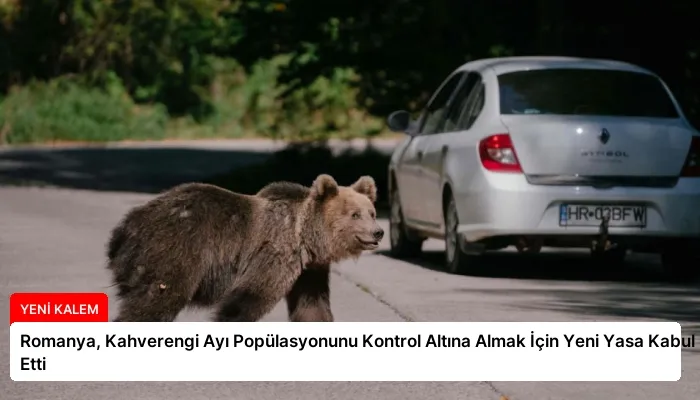 Romanya, Kahverengi Ayı Popülasyonunu Kontrol Altına Almak İçin Yeni Yasa Kabul Etti