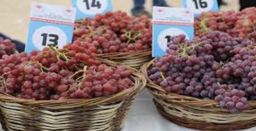 Elazığ’da orcik festivali ve bağbozumu Şenlikleri’nin 18’incisi için gün sayılıyor!