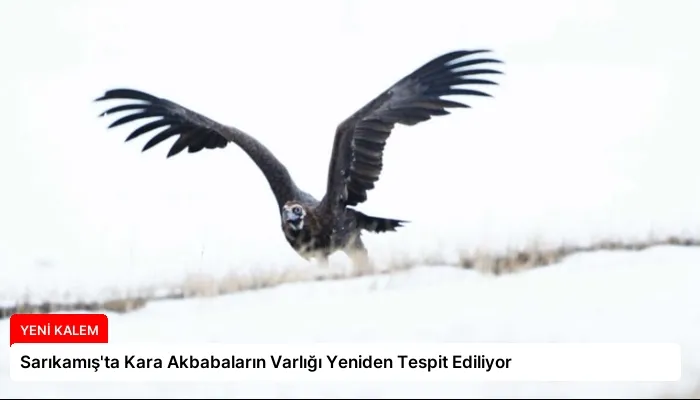 Sarıkamış’ta Kara Akbabaların Varlığı Yeniden Tespit Ediliyor