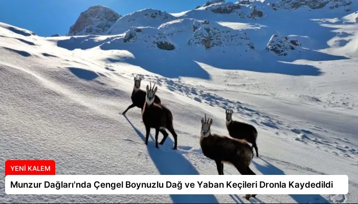 Munzur Dağları’nda Çengel Boynuzlu Dağ ve Yaban Keçileri Dronla Kaydedildi