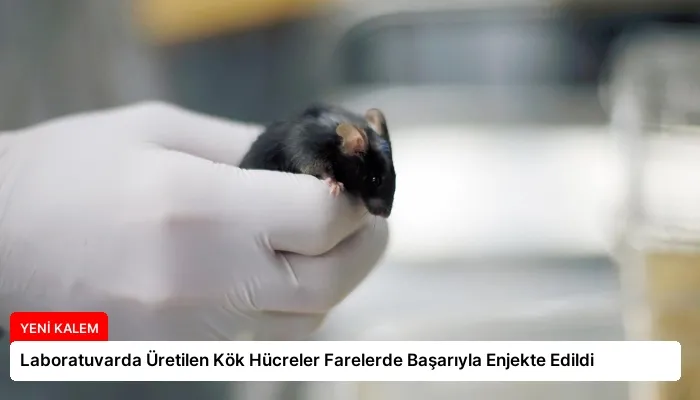 Laboratuvarda Üretilen Kök Hücreler Farelerde Başarıyla Enjekte Edildi