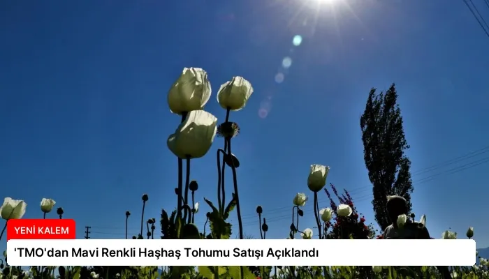 ‘TMO’dan Mavi Renkli Haşhaş Tohumu Satışı Açıklandı