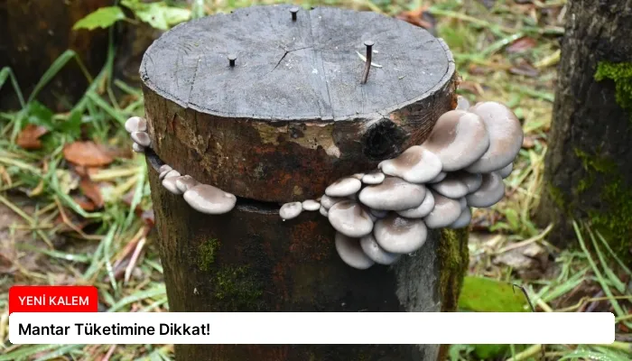 Mantar Tüketimine Dikkat!