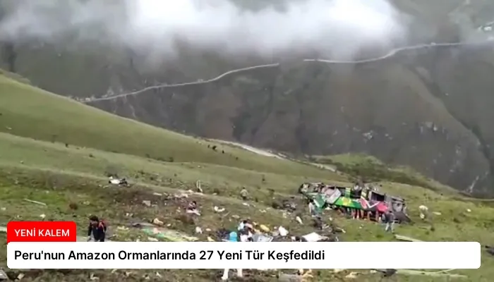 Peru’nun Amazon Ormanlarında 27 Yeni Tür Keşfedildi