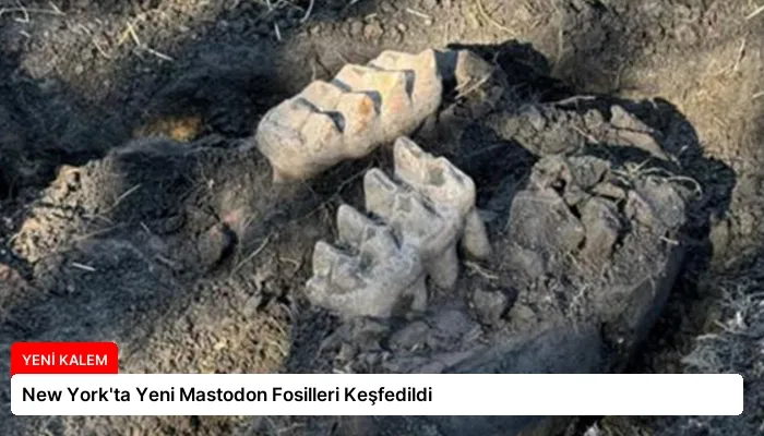 New York’ta Yeni Mastodon Fosilleri Keşfedildi