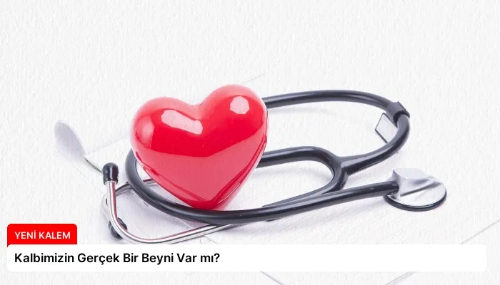 Kalbimizin Gerçek Bir Beyni Var mı?