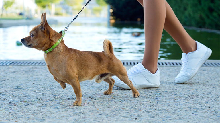 Tasma Takmak İstemeyen Köpek Nasıl Alıştırılır?