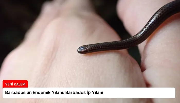 Barbados’un Endemik Yılanı: Barbados İp Yılanı