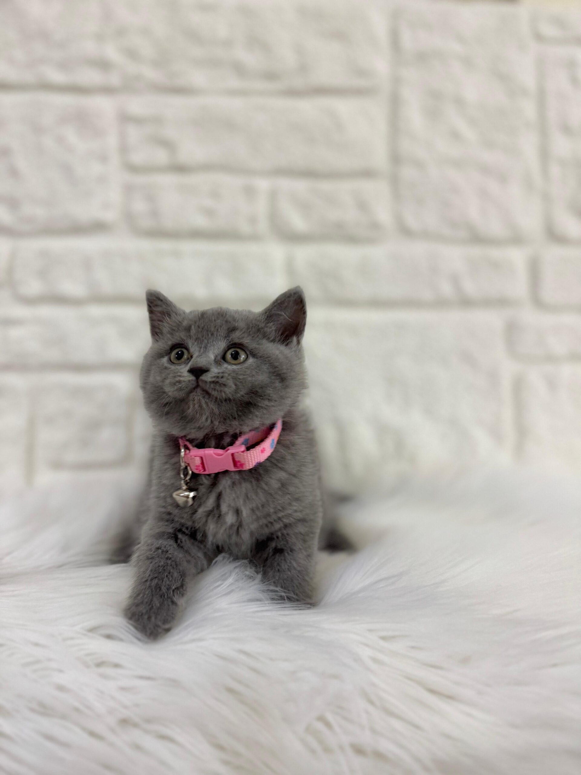 British Shorthair Kedi Irkı