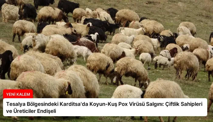 Tesalya Bölgesindeki Karditsa’da Koyun-Kuş Pox Virüsü Salgını: Çiftlik Sahipleri ve Üreticiler Endişeli