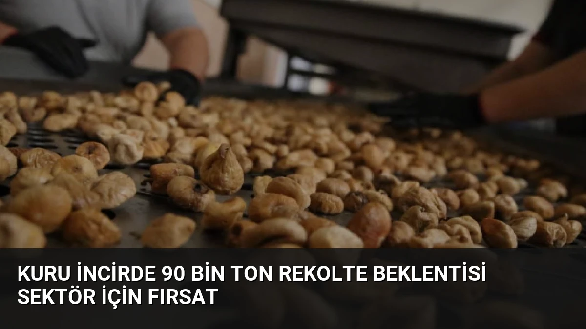 Kuru İncirde 90 Bin Ton Rekolte Beklentisi Sektör İçin Fırsat