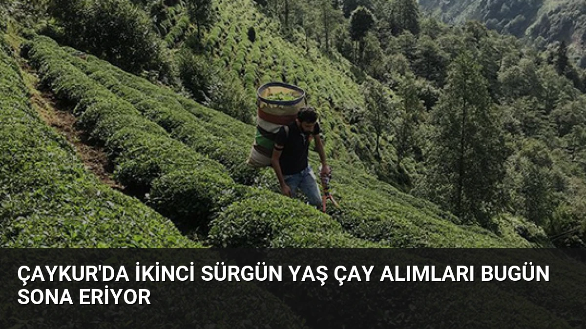 ÇAYKUR’da İkinci Sürgün Yaş Çay Alımları Bugün Sona Eriyor